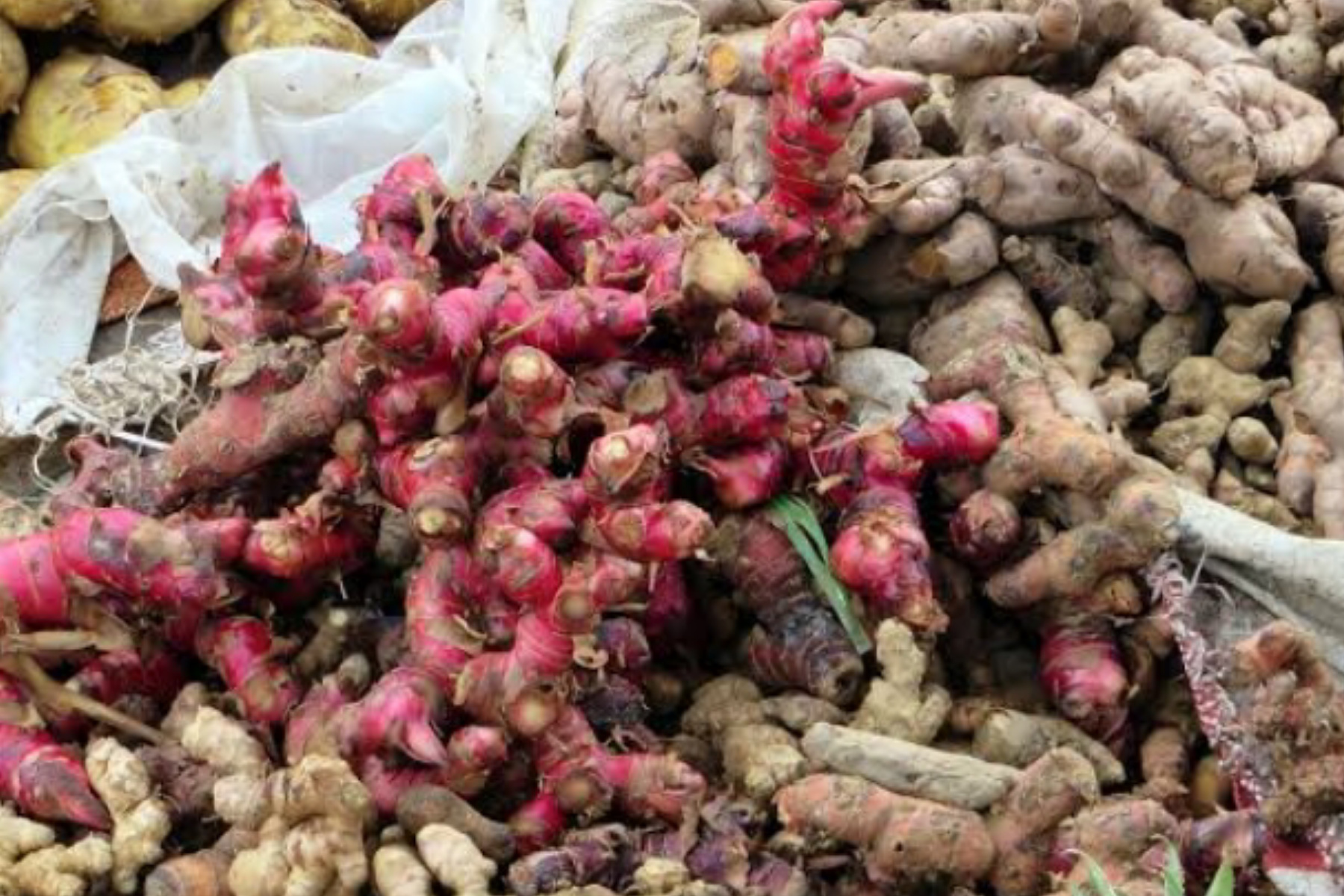 Jahe Merah Sang Penjaga Imun
