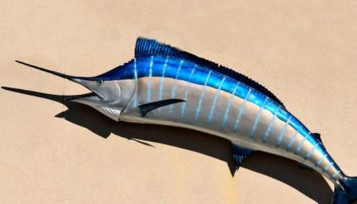 Kenali Keistimewaan Ikan Marlin