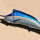 Kenali Keistimewaan Ikan Marlin
