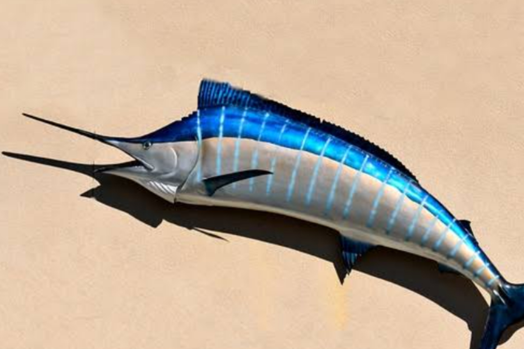 Kenali Keistimewaan Ikan Marlin