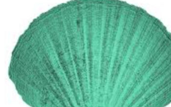 Kerang Hijau jadi Superfood untuk Perkembangan Anak