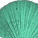 Kerang Hijau jadi Superfood untuk Perkembangan Anak