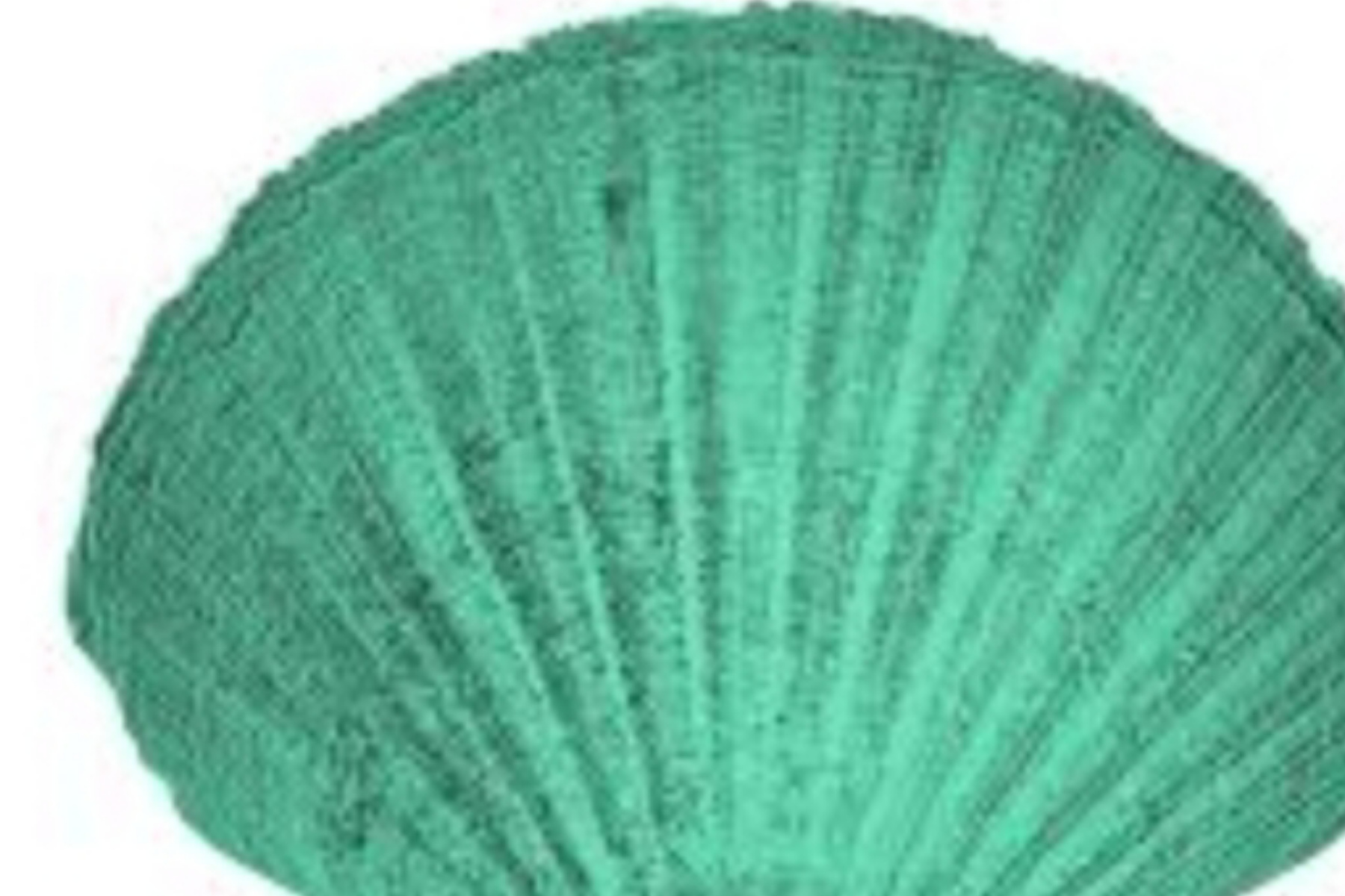 Kerang Hijau jadi Superfood untuk Perkembangan Anak