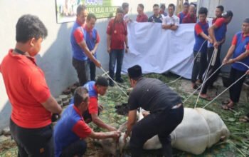 Lebaran Iduladha 1446 H, Lapas Sukabumi Sembelih 1 Ekor Sapi & 7 Ekor Kambing