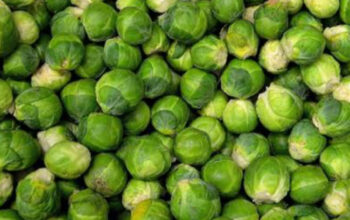Manfaat Kubis Brussel bagi Kesehatan Tubuh