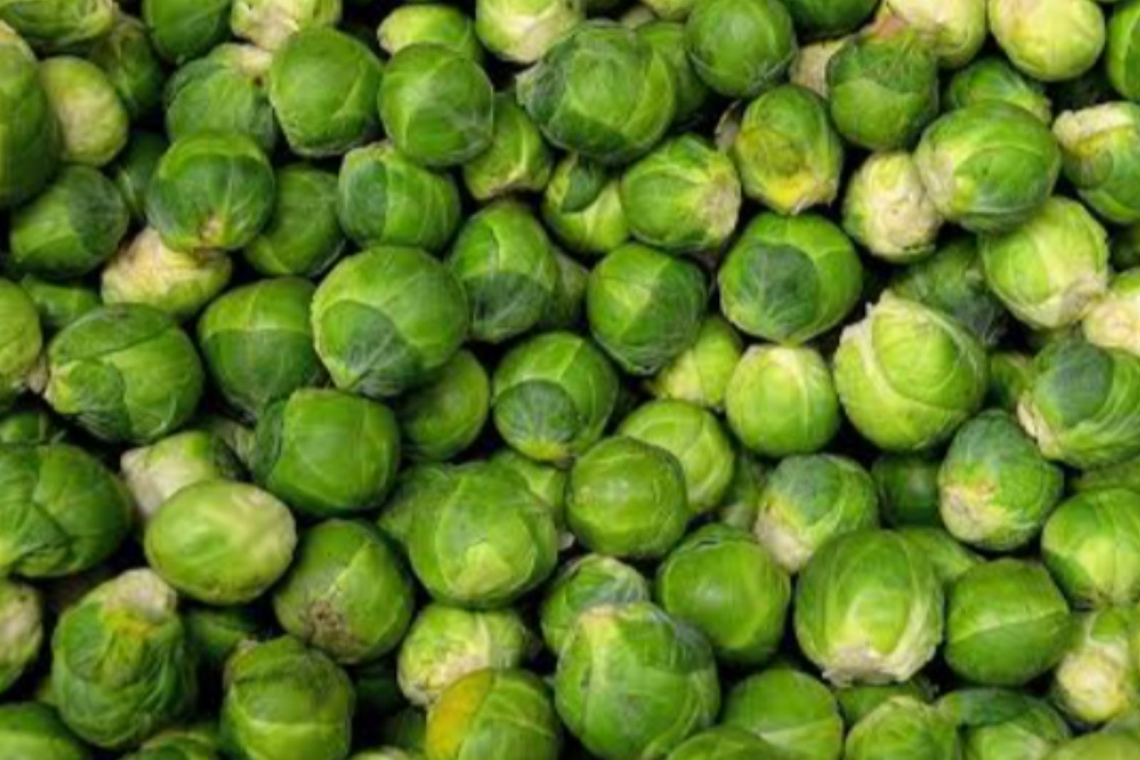 Manfaat Kubis Brussel bagi Kesehatan Tubuh
