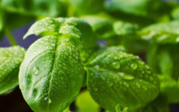 Rahasia Daun Basil: Lebih dari Sekadar Bumbu, Kaya Manfaat Kesehatan