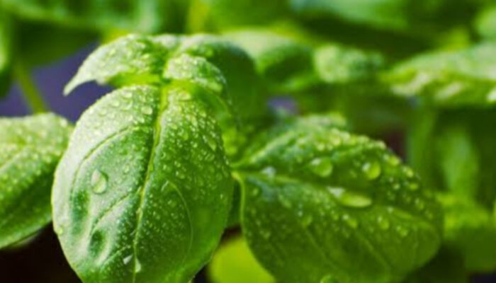 Rahasia Daun Basil: Lebih dari Sekadar Bumbu