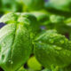 Rahasia Daun Basil: Lebih dari Sekadar Bumbu, Kaya Manfaat Kesehatan