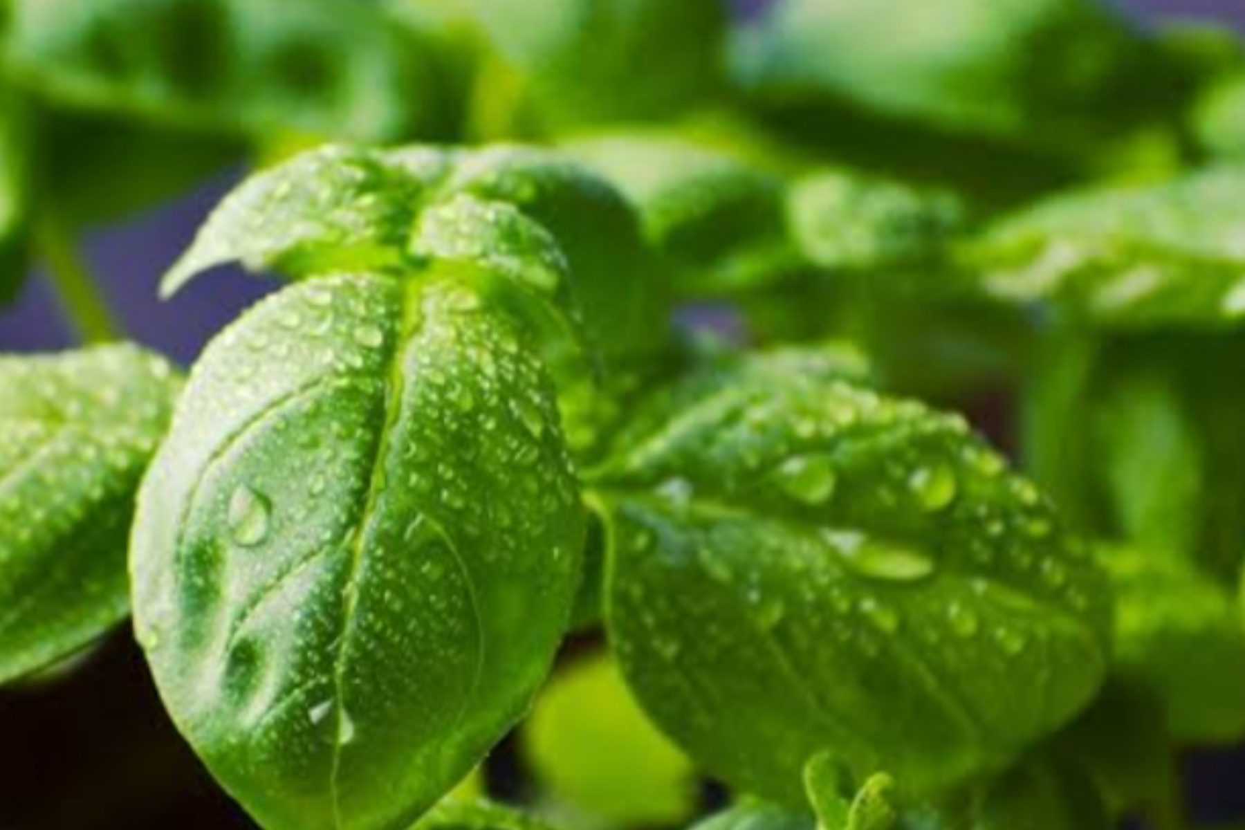 Rahasia Daun Basil: Lebih dari Sekadar Bumbu, Kaya Manfaat Kesehatan