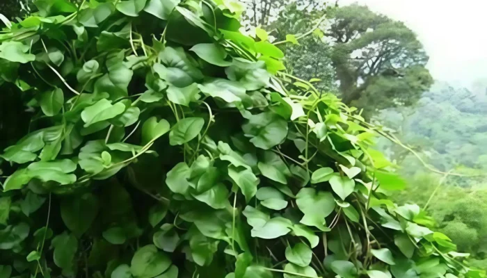 Daun Binahong Dinilai Ampuh Jaga Vitalitas Pria