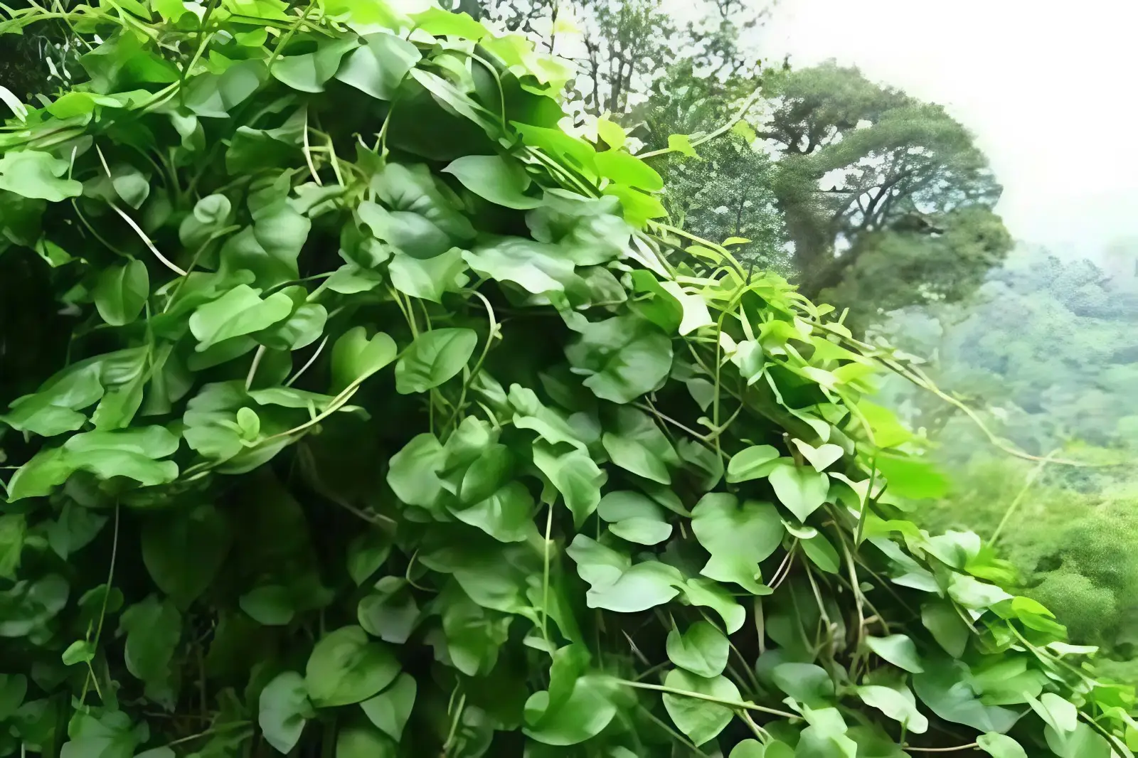 Daun Binahong Dinilai Ampuh Jaga Vitalitas Pria