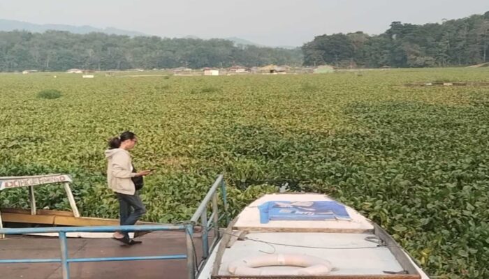 Eceng Gondok Lumpuhkan Ekonomi Warga Kertajaya Cianjur