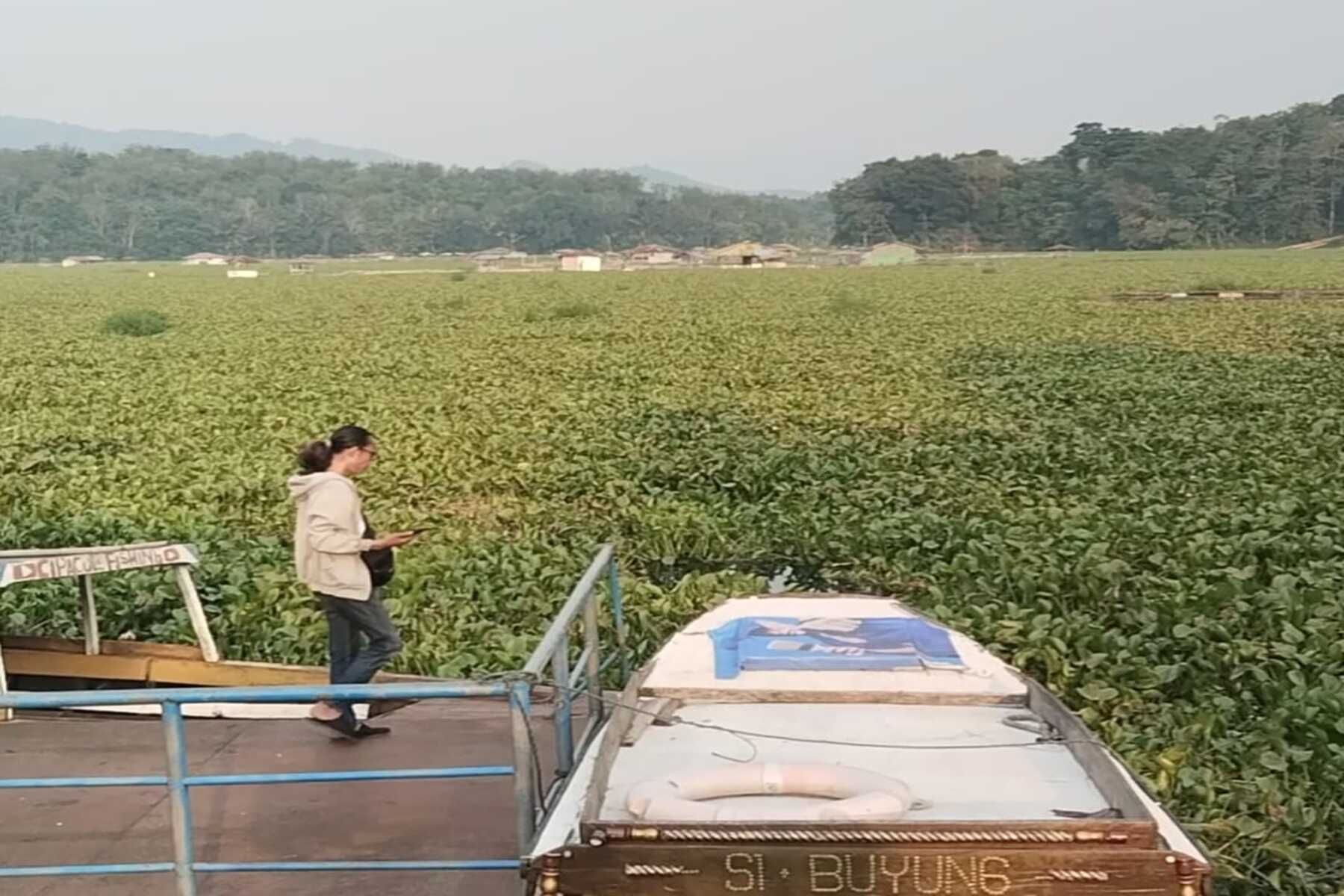 Eceng Gondok Lumpuhkan Ekonomi Warga Kertajaya Cianjur