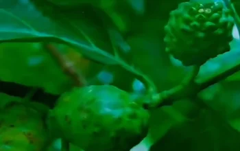Khasiat Buah Mengkudu untuk Pria Dongkrak Vitalitas, Jaga Prostat