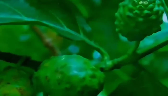 Khasiat Buah Mengkudu untuk Pria: Dongkrak Vitalitas, Jaga Prostat