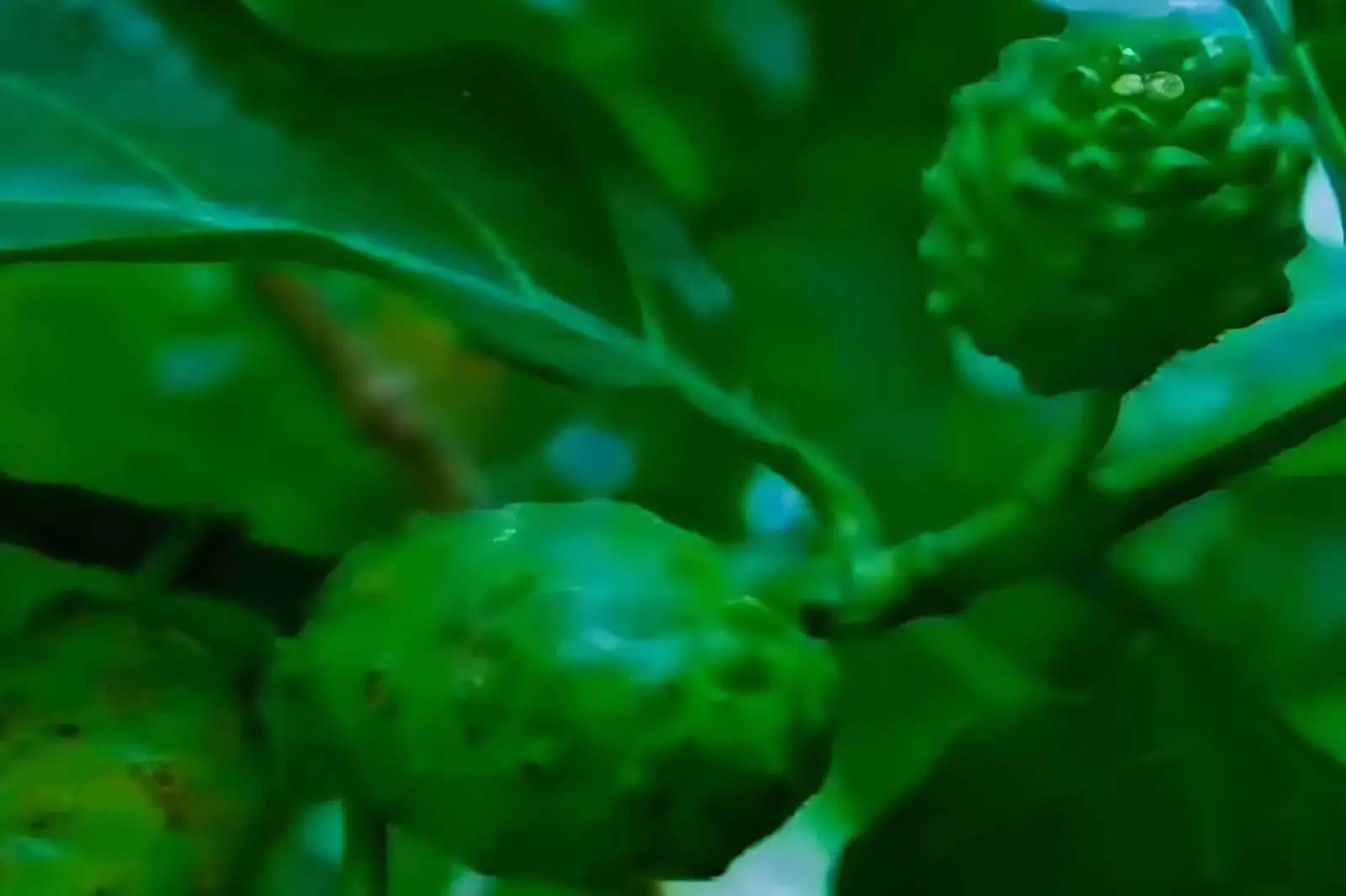 Khasiat Buah Mengkudu untuk Pria Dongkrak Vitalitas, Jaga Prostat