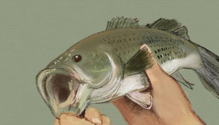 Lezat dan Bergizi: Manfaat dan Cara Olah Ikan Kuwe untuk Keluarga