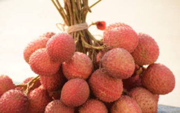 Mengenal Kelengkeng Merah: Si Eksotis Langka yang Jadi Gudang Nutrisi