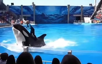 Fakta di Balik Hebohnya Video “Jessica Orca” Antara Mitos dan Realita