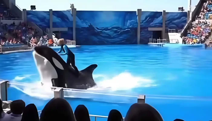 Fakta di Balik Hebohnya Video “Jessica Orca”: Antara Mitos dan Realita
