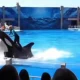 Fakta di Balik Hebohnya Video “Jessica Orca” Antara Mitos dan Realita