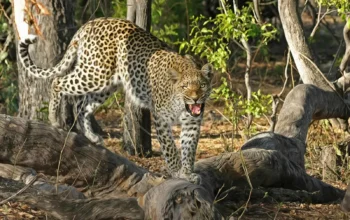 Heboh! Diduga Macan Tutul Lepas dari Lembang Park & Zoo