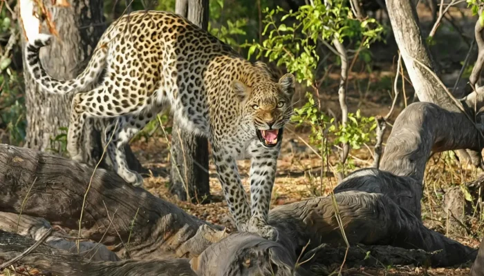 Heboh! Diduga Macan Tutul Lepas dari Lembang Park & Zoo