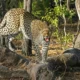 Heboh! Diduga Macan Tutul Lepas dari Lembang Park & Zoo