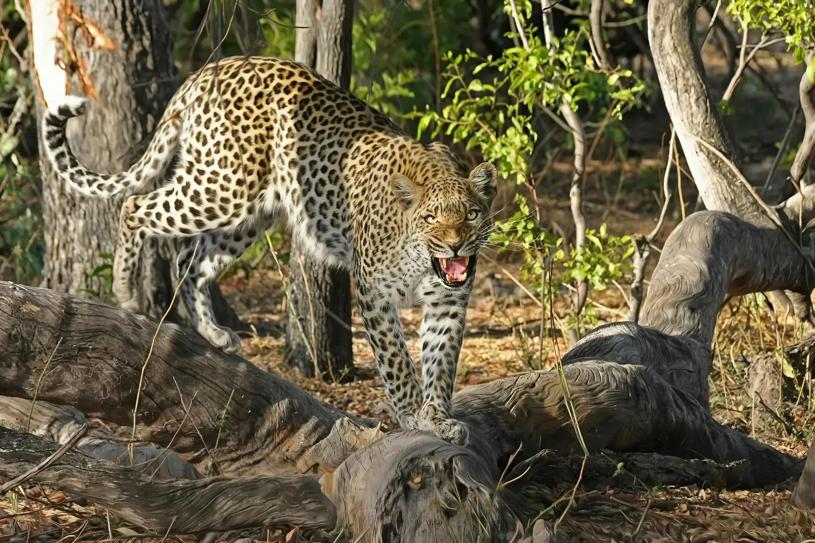 Heboh! Diduga Macan Tutul Lepas dari Lembang Park & Zoo