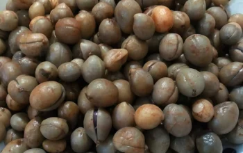 Kacang Bogor, Camilan Tradisional dengan Segudang Manfaat