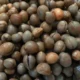 Kacang Bogor, Camilan Tradisional dengan Segudang Manfaat