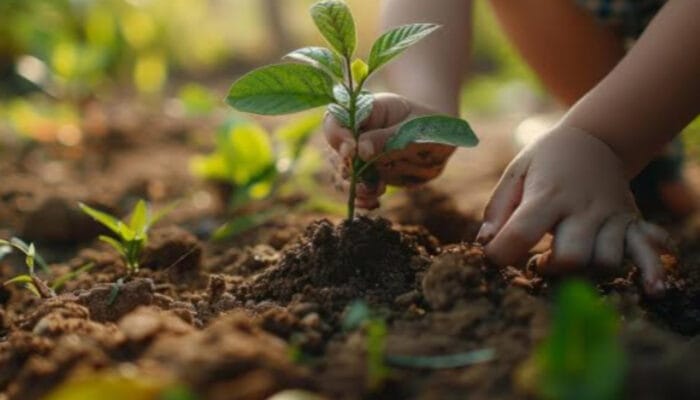 Menikmati Hidup dengan Berkebun Sederhana di Depan Rumah