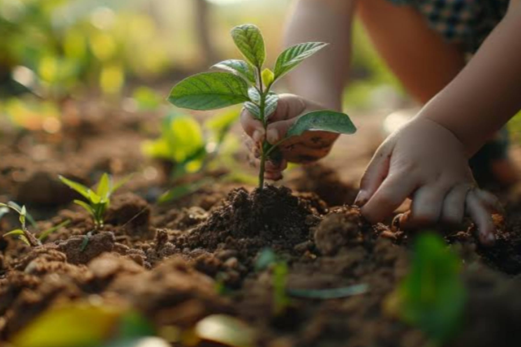 Menikmati Hidup dengan Berkebun Sederhana di Depan Rumah