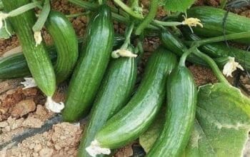 Mentimun, ‘Superfood’ Murah Meriah untuk Cantik dan Sehat Alami
