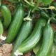 Mentimun, ‘Superfood’ Murah Meriah untuk Cantik dan Sehat Alami
