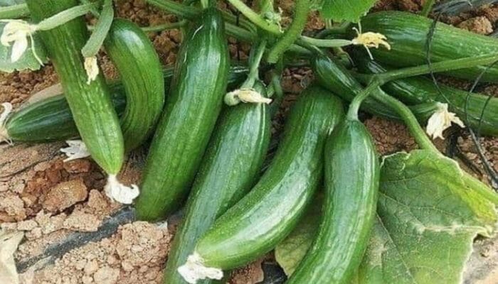 Mentimun, ‘Superfood’ untuk Cantik dan Sehat Alami