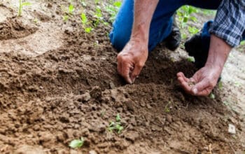 Berkebun di Pekarangan Rumah: Mulai dari Langkah Sederhana