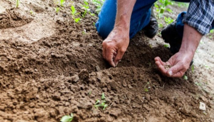 Berkebun di Pekarangan Rumah: Mulai dari Langkah Sederhana