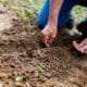 Berkebun di Pekarangan Rumah: Mulai dari Langkah Sederhana