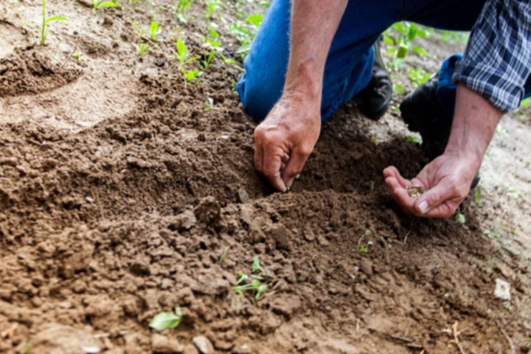 Berkebun di Pekarangan Rumah: Mulai dari Langkah Sederhana