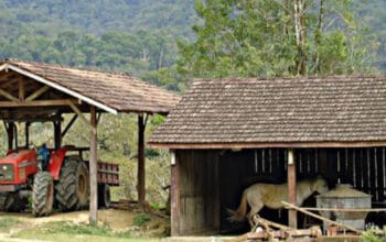 Beternak di Pekarangan Rumah: Cara Mudah dan Menguntungkan