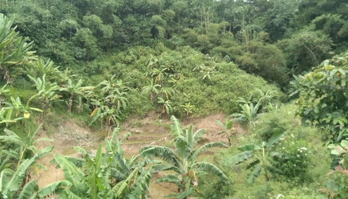 Dijual Tanah Strategis 1 Hektar di Cireunghas Kab. Sukabumi, Cocok untuk Lahan Pertanian, Vila & Agrowisata 2 IMG 20250901 WA00931