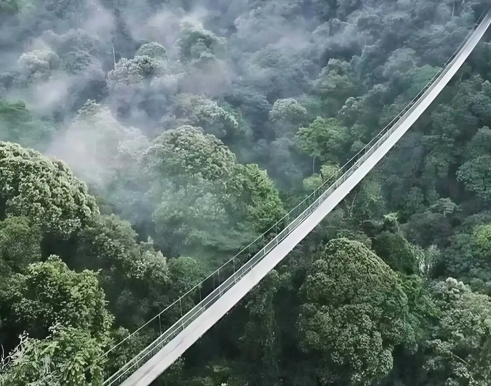 Jembatan Gantung Situ Gunung, Sensasi Melayang di Atas Hutan Sukabumi