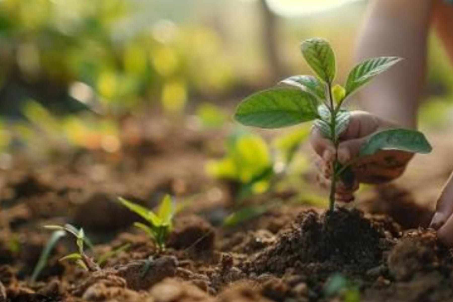 Lebih dari Sekadar Hobi: Inilah Keuntungan Ajaib Berkebun di Pekarangan Rumah