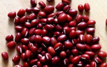 Bukan Cuma Hijau! Kenali Kacang Panjang Merah dan Segudang Manfaatnya 1 Bukan Cuma Hijau! Kenali Kacang Panjang Merah dan Segudang Manfaatnya