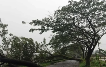 Hujan Deras dan Angin Kencang Terjang Cianjur, Belasan Pohon Tumbang