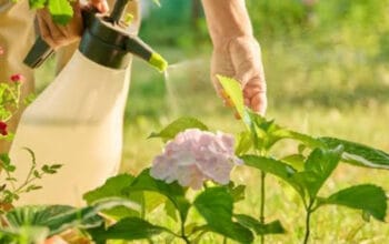 Kebun Sehat Bebas Kimia: Strategi Jitu Usir Hama Secara Alami 3 Kebun Sehat Bebas Kimia: Strategi Jitu Usir Hama Secara Alami