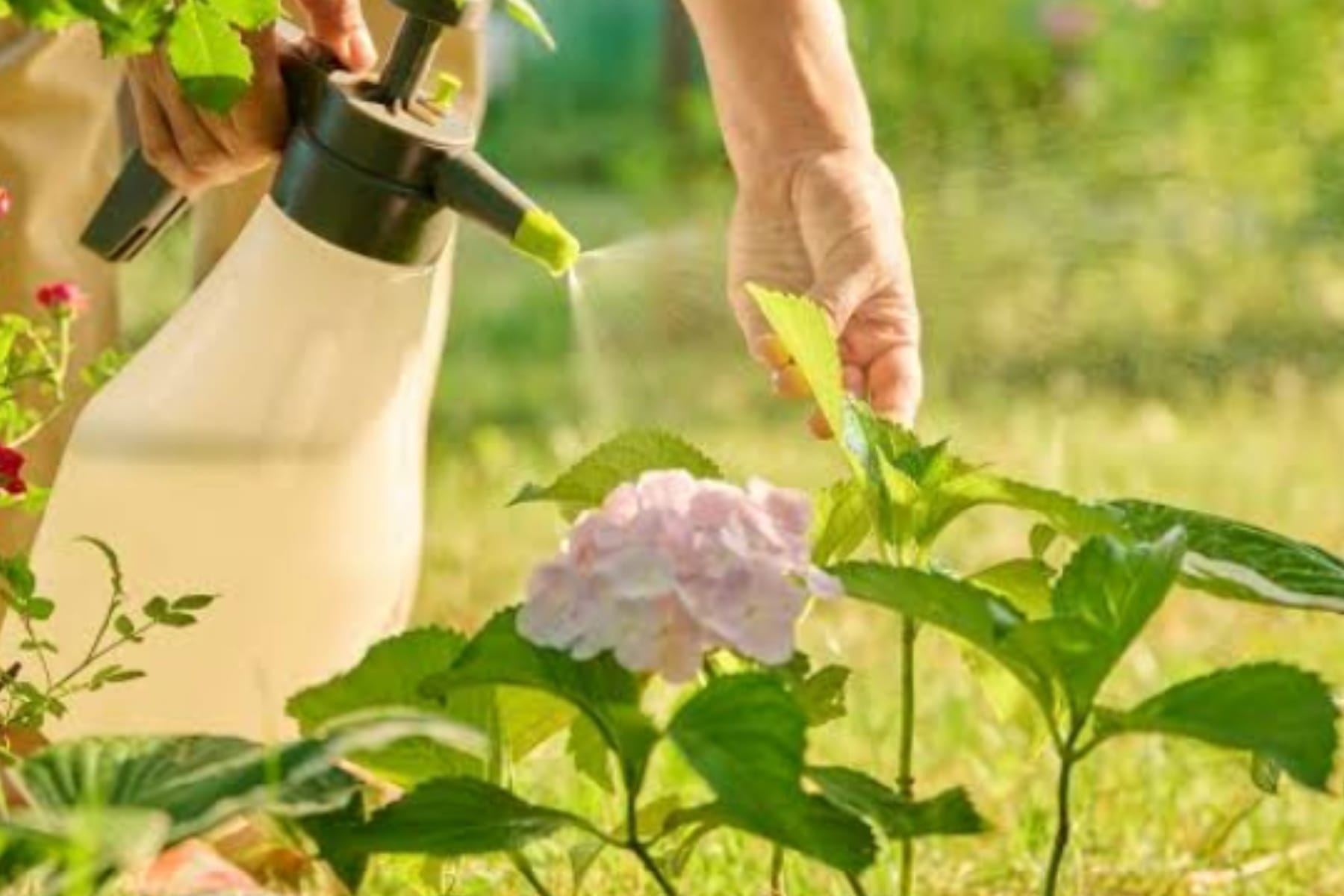 Kebun Sehat Bebas Kimia: Strategi Jitu Usir Hama Secara Alami 1 Kebun Sehat Bebas Kimia: Strategi Jitu Usir Hama Secara Alami