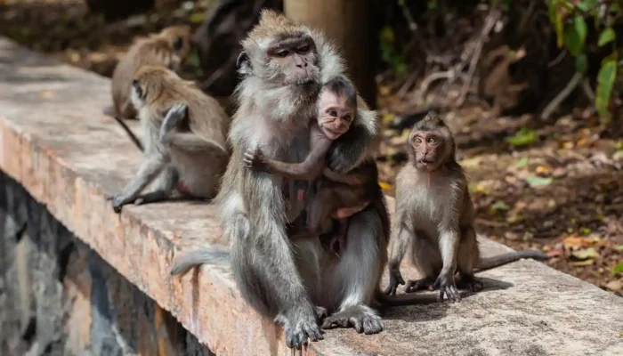 Kera Liar Mengamuk di Cianjur, 3 Warga Jadi Korban!